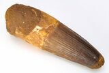 Huge, Real Spinosaurus Tooth - Kem Kem Beds, Morocco #206181-1